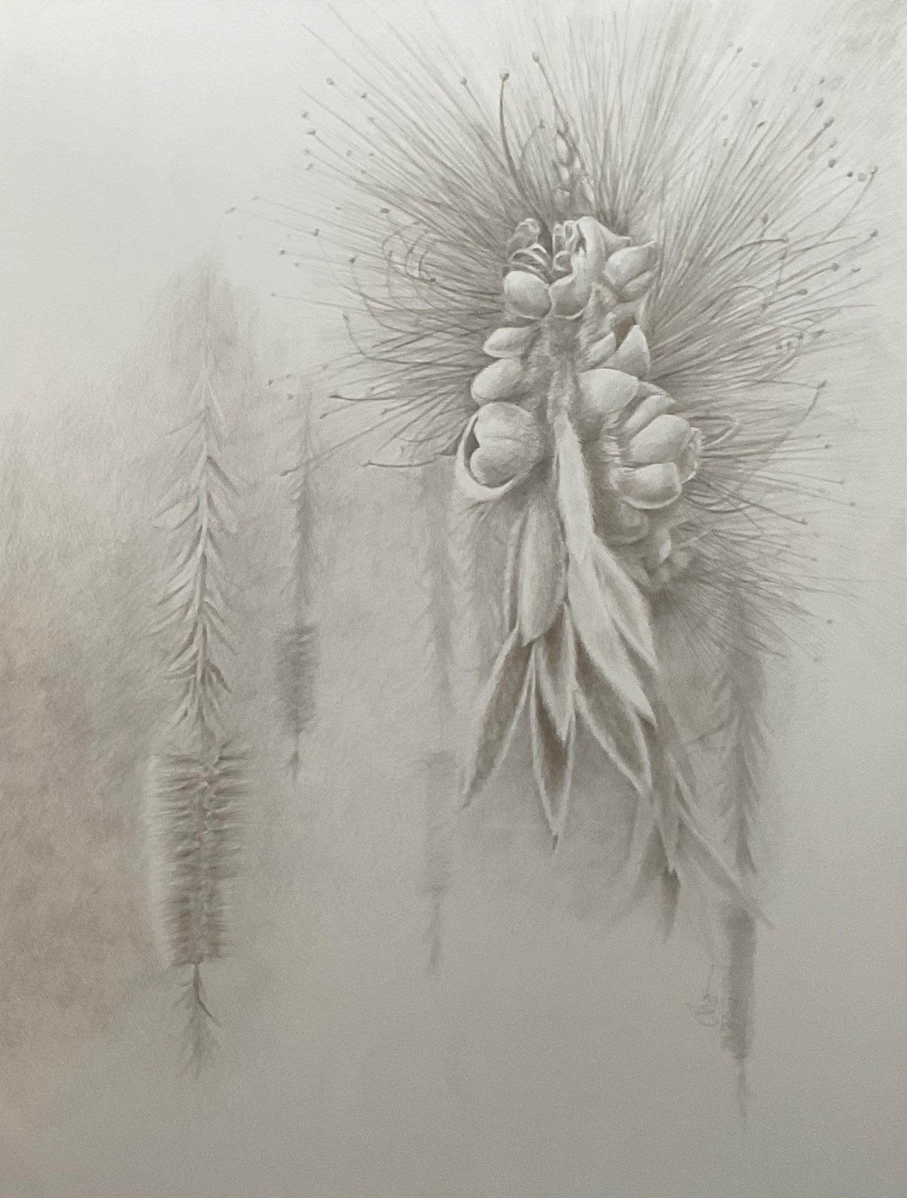 Bottle Brush Flower Botanical Study by Masood