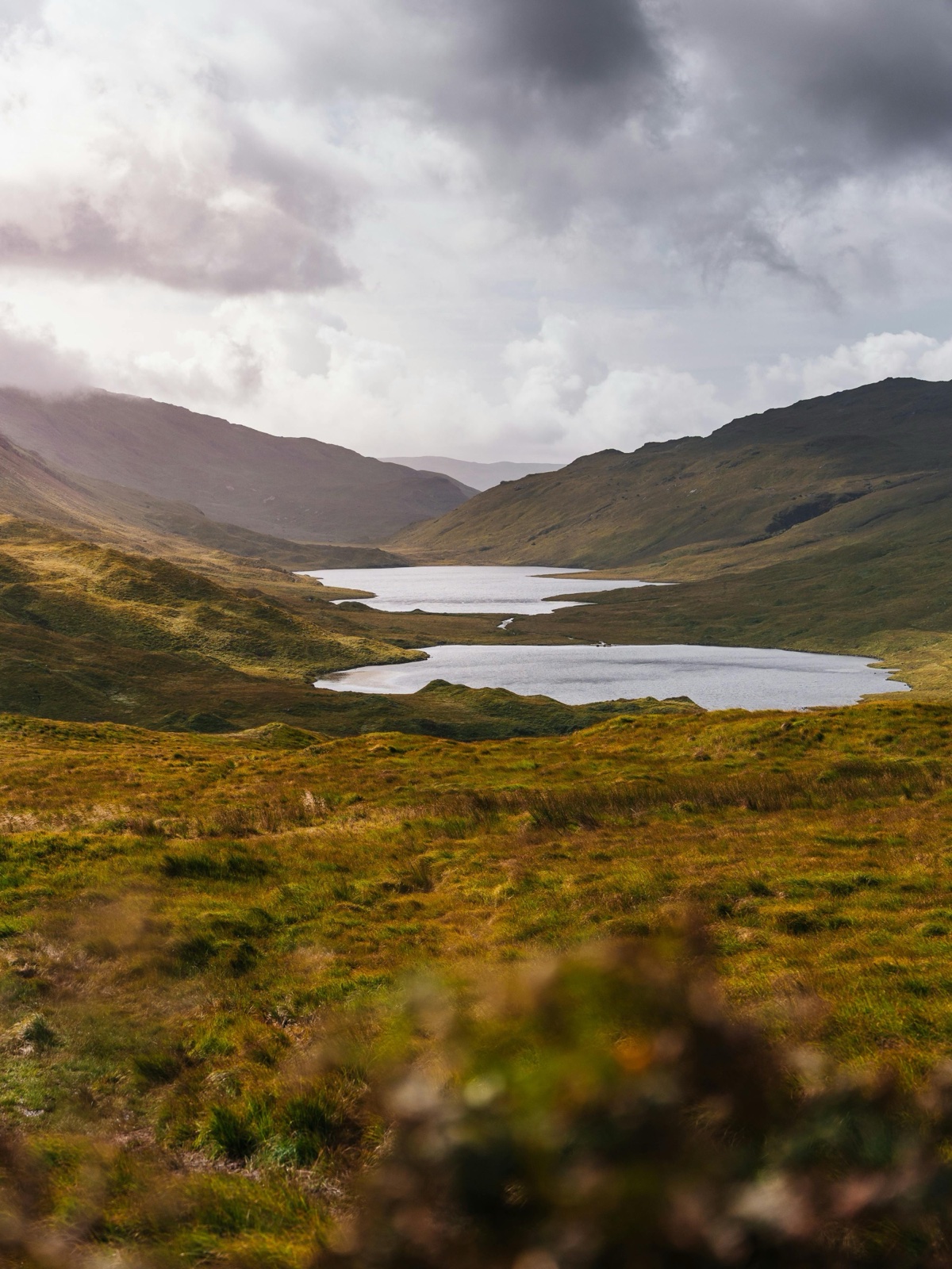 The Reader by Tomás